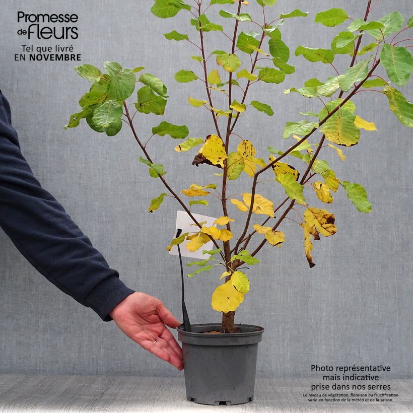Exemplaar van Cotinus coggygria - Pruikenboom Pot van 3 l/4 l zoals geleverd in de herfst