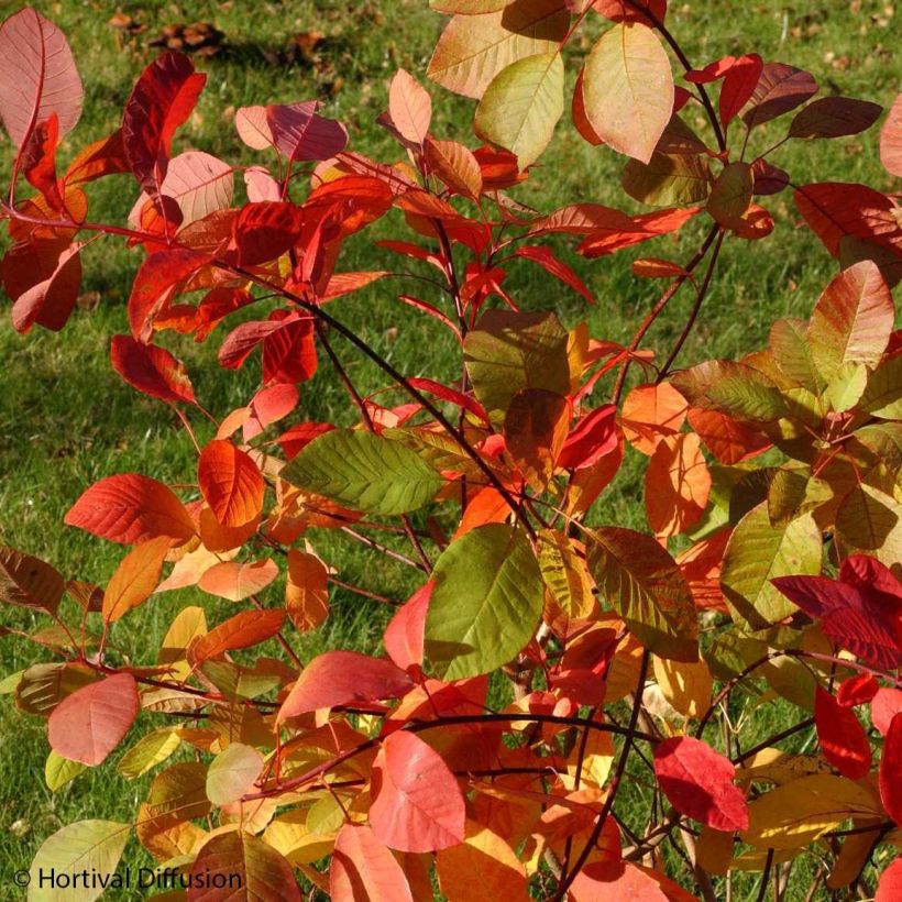 Cotinus coggygria Flame - Pruikenboom (Blad)