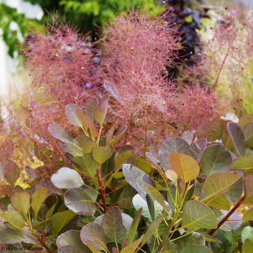 Cotinus coggygria Flamissimo - Pruikenboom (Flowering)