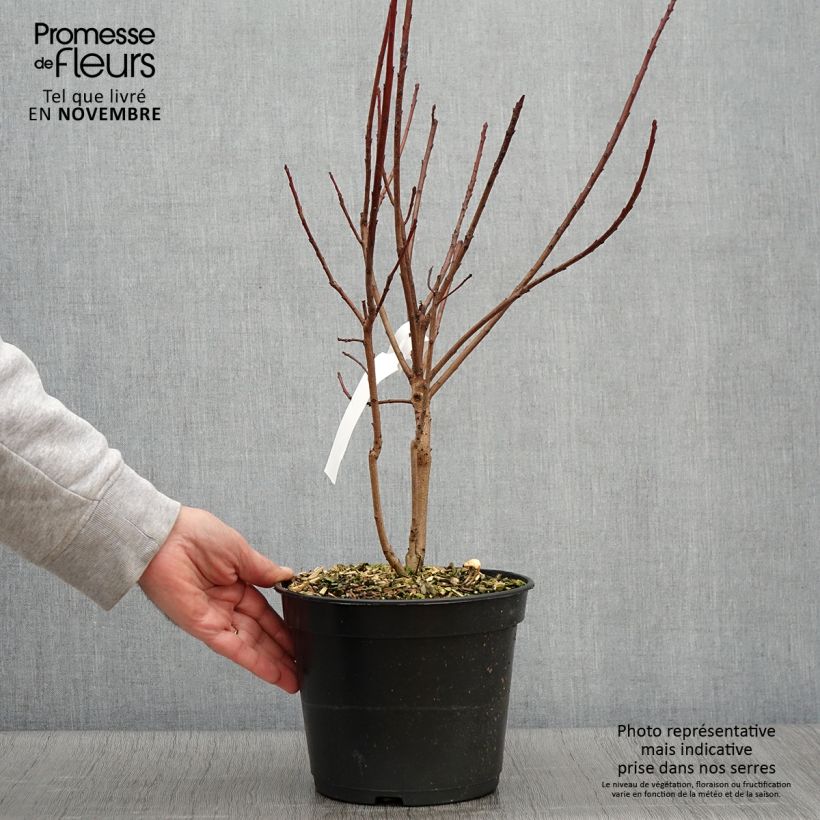 Exemplaar van Cotinus coggygria Flamissimo - Pruikenboom Pot van 3 l/4 l zoals geleverd in de herfst
