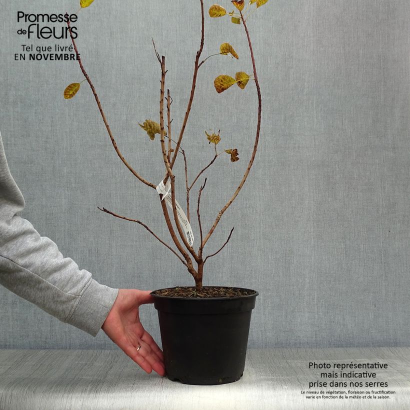 Exemplaar van Cotinus coggygria Golden Lady - Pruikenboom Pot van 3 l/4 l zoals geleverd in de herfst