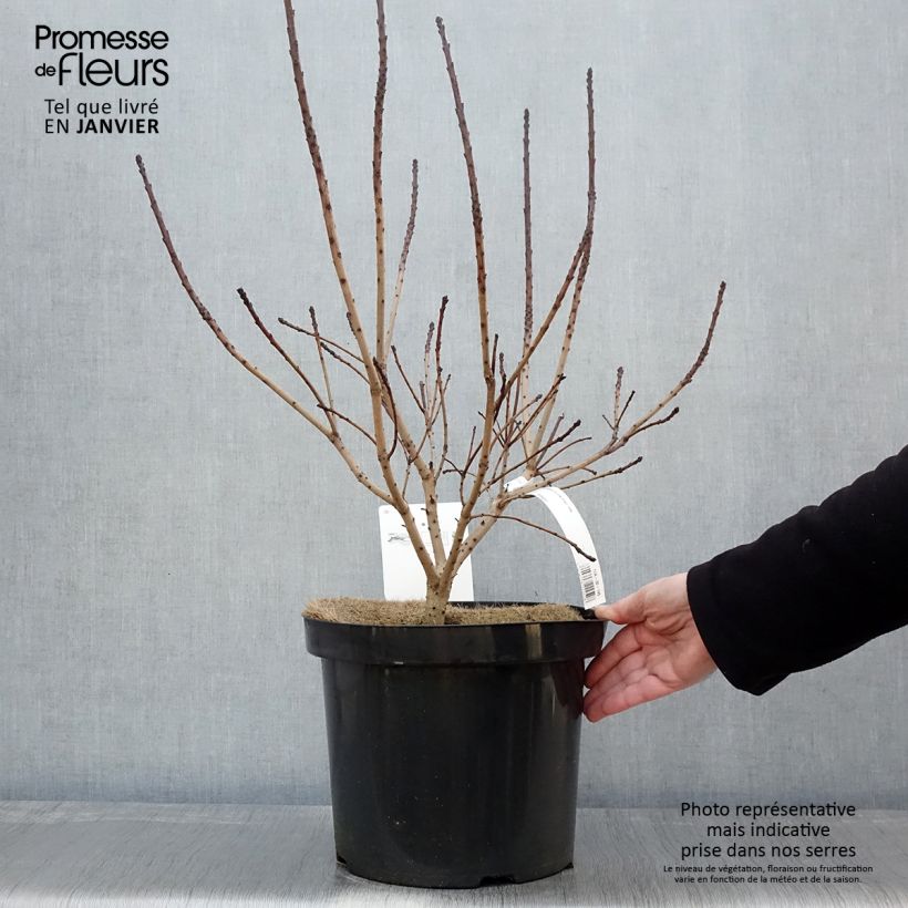 Example of Cotinus coggygria Golden Spirit - Arbre à Perruques Doré Pot van 7,5 l/10 l as you get in hiver
