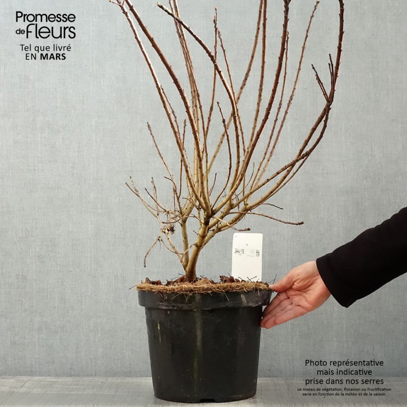 Exemplaar van Cotinus coggygria Golden Spirit - Pruikenboom Pot van 7,5 l/10 l zoals geleverd in de lente