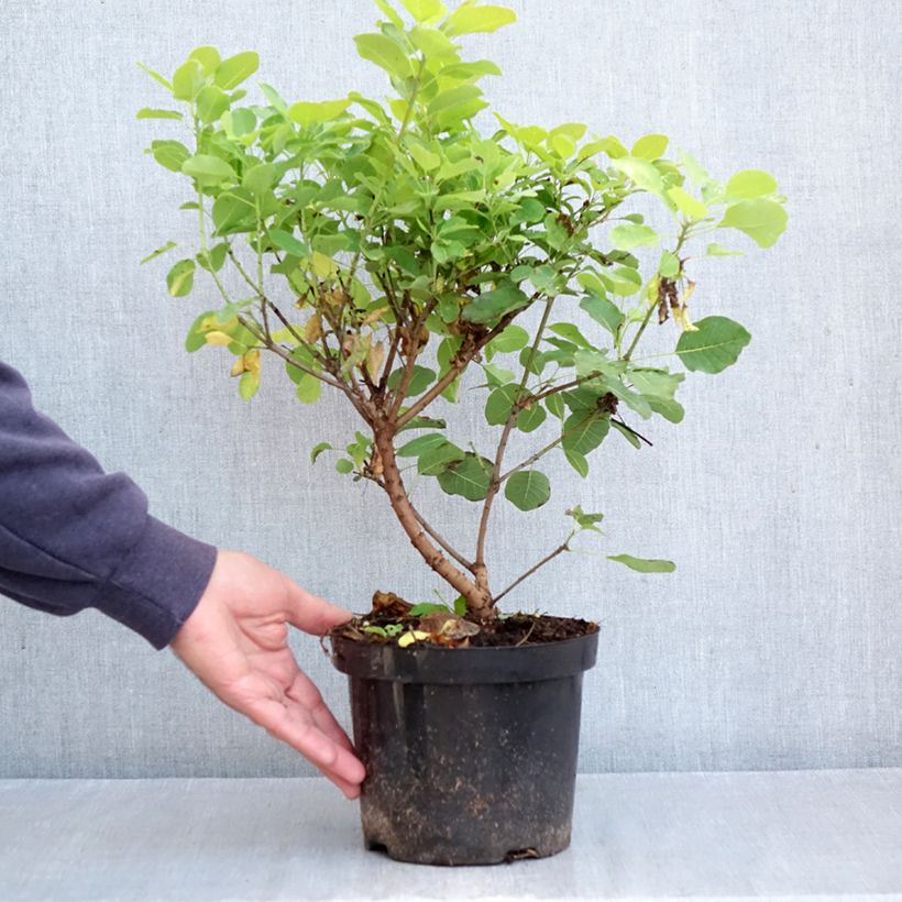 Exemplaar van Cotinus coggygria Lemon Lady - Pruikenboom Pot van 2 l/3 l zoals geleverd in de herfst