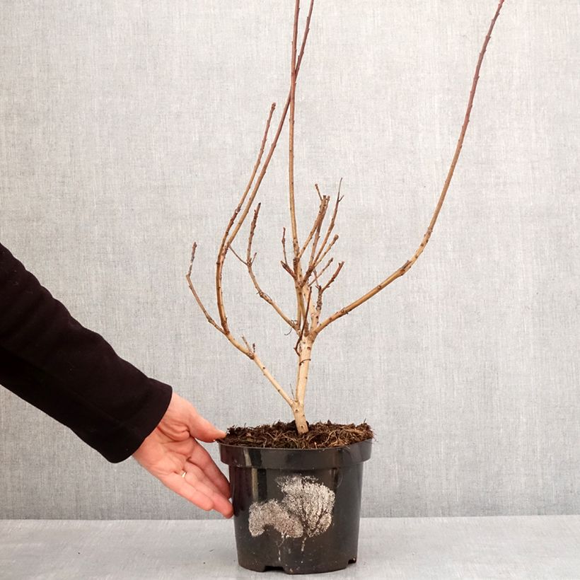 Example of Cotinus coggygria Lemon Lady - Pruikenboom Pot van 2 l/3 l as you get in hiver