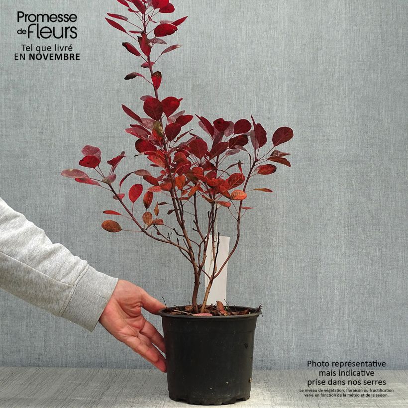 Exemplaar van Cotinus coggygria Lilla - Pruikenboom Pot van 3 l/4 l zoals geleverd in de herfst