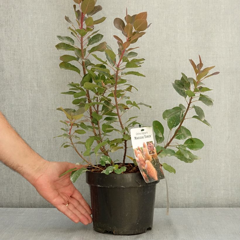 Exemplaar van Cotinus coggygria Magical Torch - Pruikenboom Pot van 3 l/4 l zoals geleverd in de zomer