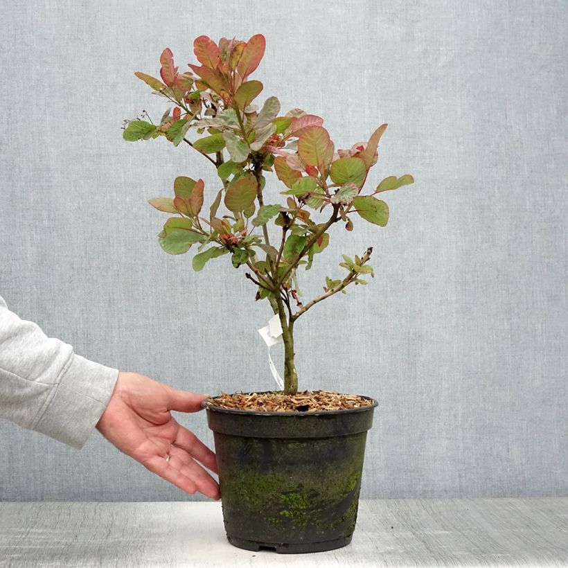 Exemplaar van Cotinus coggygria Old Fashioned - Pruikenboom Pot van 3 l/4 l zoals geleverd in de zomer