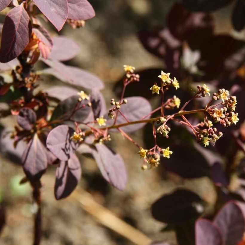 Cotinus coggygria Royal Purple - Pruikenboom (Flowering)