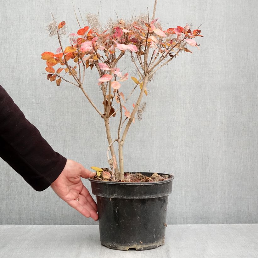 Exemplaar van Cotinus coggygria Royal Purple - Pruikenboom Pot van 4 l/5 l zoals geleverd in de herfst