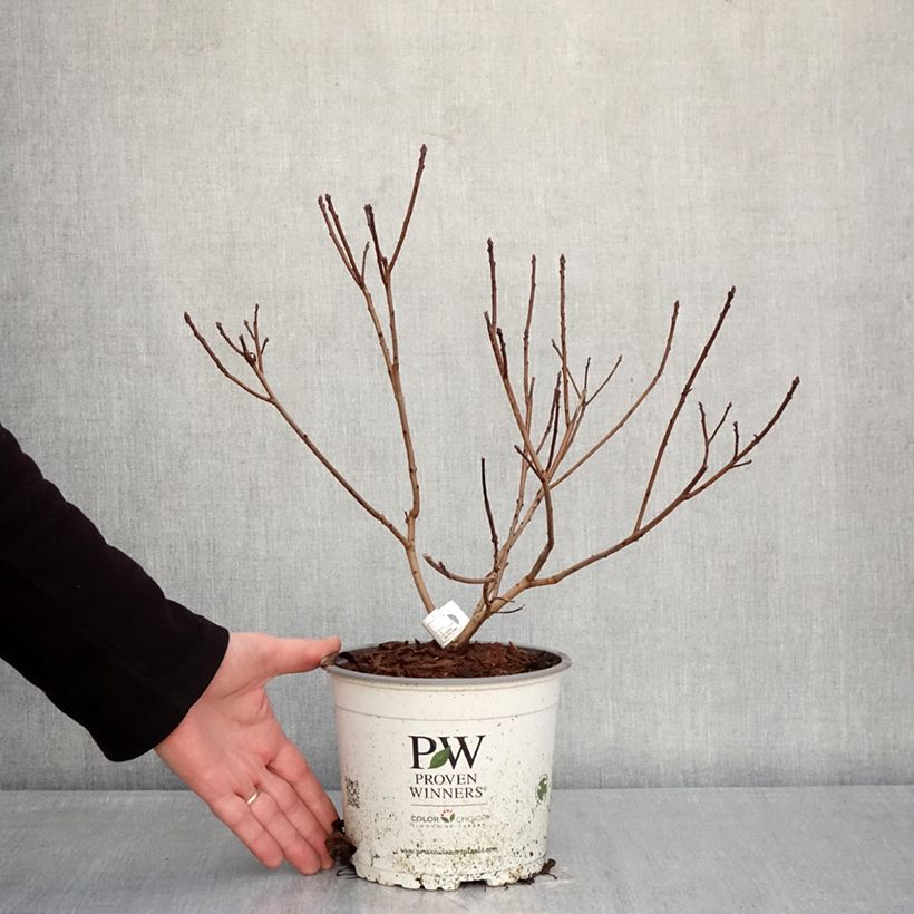 Exemplaar van Cotinus coggygria Winecraft Black - Pruikenboom Pot van 3 l/4 l zoals geleverd in de winter