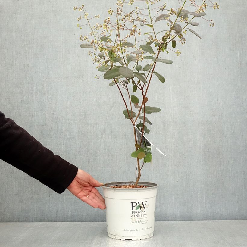 Exemplaar van Cotinus coggygria Winecraft Black - Pruikenboom Pot van 3 l/4 l zoals geleverd in de lente
