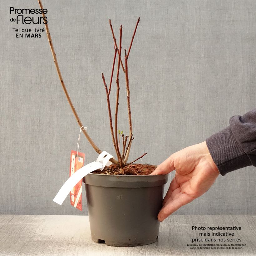 Exemplaar van Cotinus Grace - Pruikenboom Pot van 2 l/3 l zoals geleverd in de lente