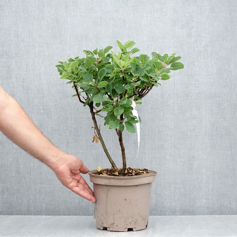 Exemplaar van Cotinus Smokey Joe - Pruikenboom Pot van 3 l/4 l zoals geleverd in de zomer