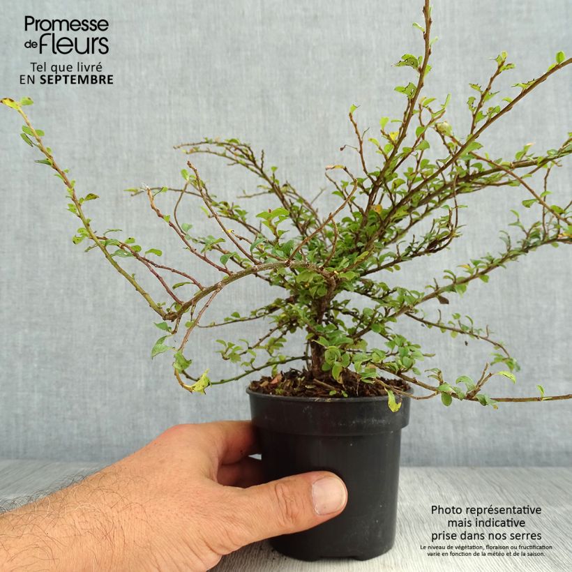Exemplaar van Cotoneaster adpressus Little Gem - Dwergmispel Pot van 10 cm/11 cm zoals geleverd in de zomer
