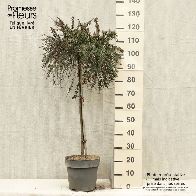 Example of Cotoneaster congestus Pot van 7,5 l/10 l as you get in hiver