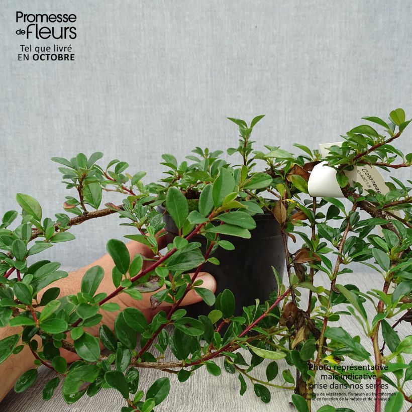 Exemplaar van Cotoneaster dammeri Eichholz - Dwergmispel Pot van 1 l/1,5 l zoals geleverd in de herfst