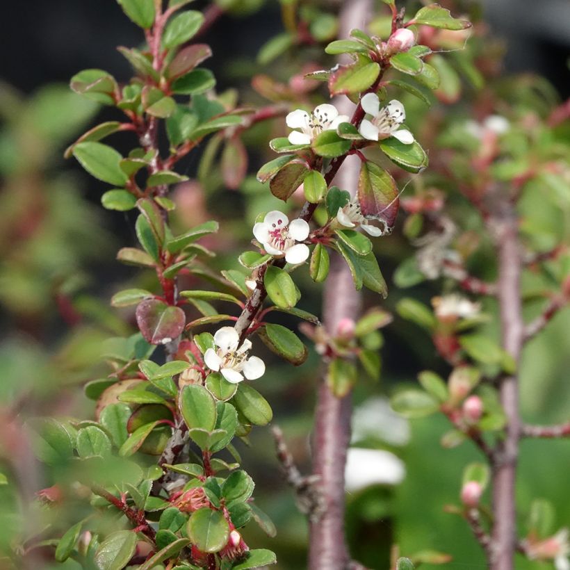 Cotoneaster dammeri Eichholz - Dwergmispel (Bloei)