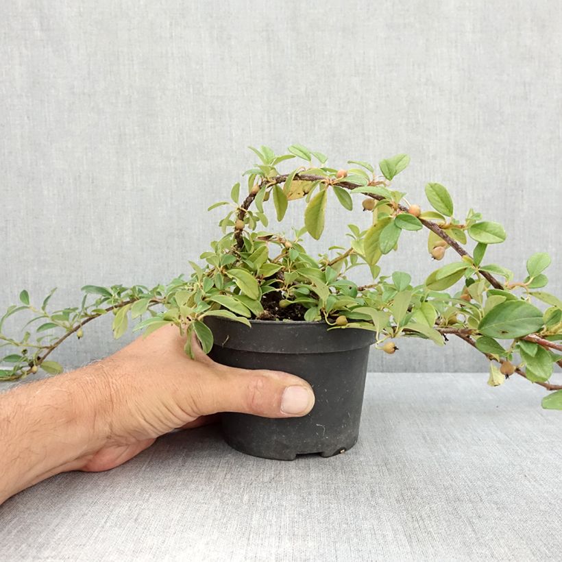 Exemplaar van Cotoneaster dammeri Major - Dwergmispel Pot van 1 l/1,5 l zoals geleverd in de zomer