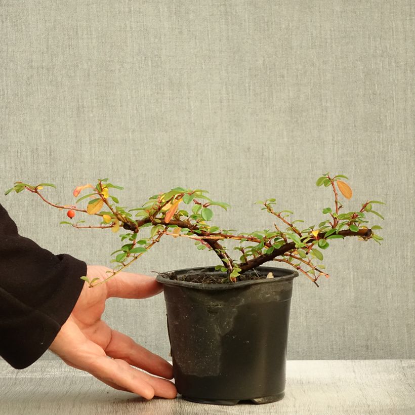 Exemplaar van Cotoneaster dammeri Miranda - Dwergmispel Pot van 1 l/1,5 l zoals geleverd in de herfst