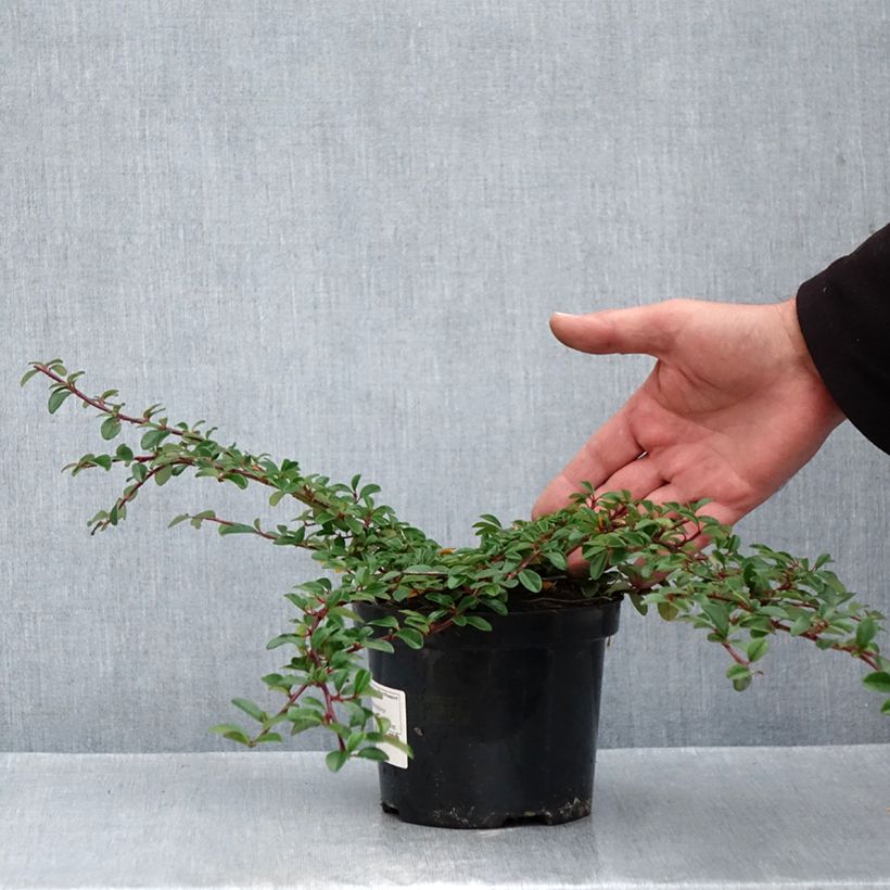 Exemplaar van Cotoneaster dammeri Mooncreeper - Dwergmispel Pot van 1 l/1,5 l zoals geleverd in de herfst