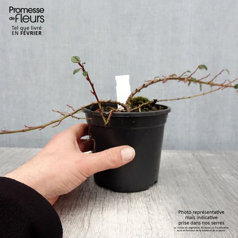 Example of Cotoneaster dammeri Mooncreeper Pot van 1 l/1,5 l as you get in hiver