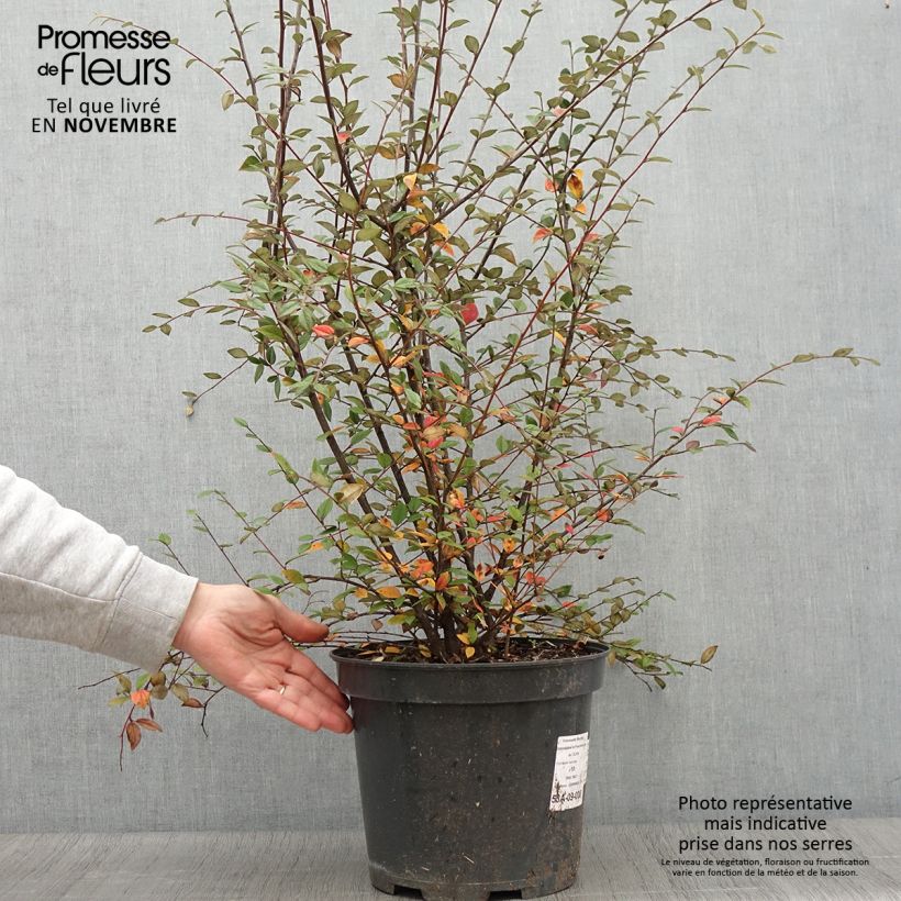 Exemplaar van Cotoneaster franchetii - Dwergmispel Pot van 7,5 l/10 l zoals geleverd in de herfst
