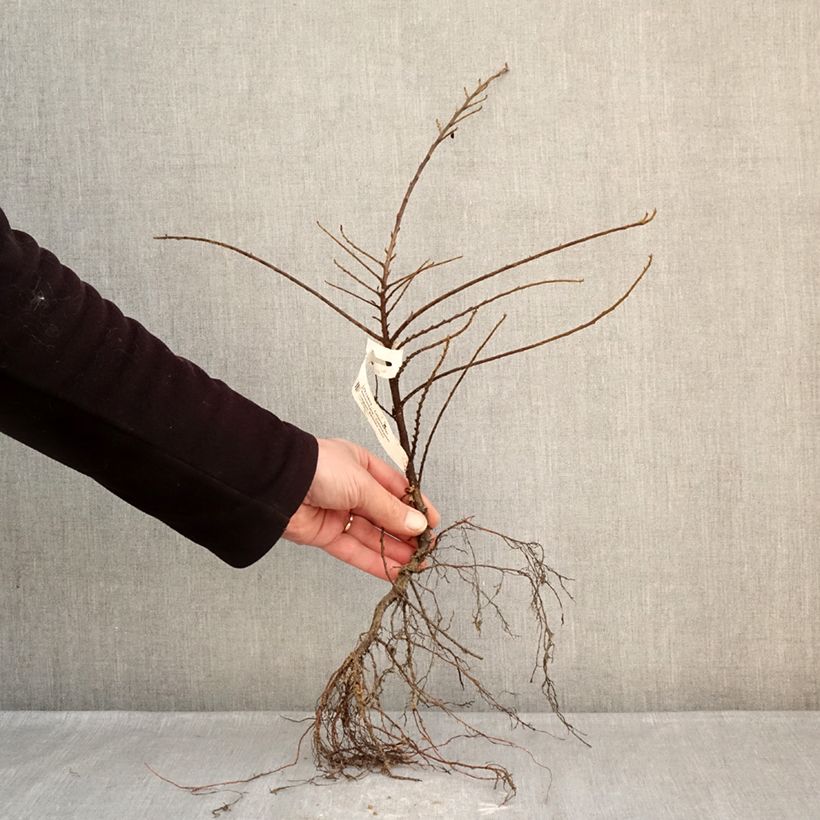 Example of Cotoneaster horizontalis - Cotonéaster rampant Naakte wortel as you get in hiver