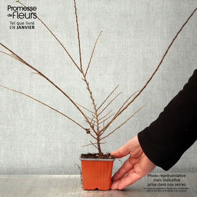 Example of Cotoneaster horizontalis - Cotonéaster rampant Kweekpotje van 8/9 cm as you get in hiver