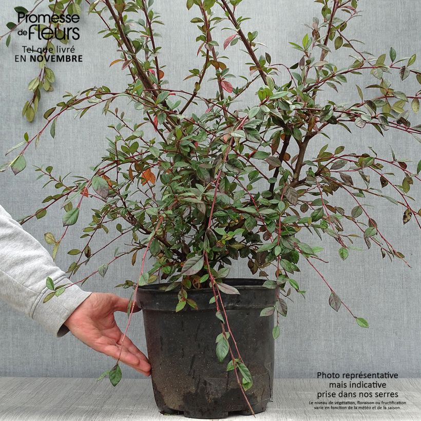 Exemplaar van Cotoneaster lacteus - Dwergmispel Pot van 7,5 l/10 l zoals geleverd in de herfst