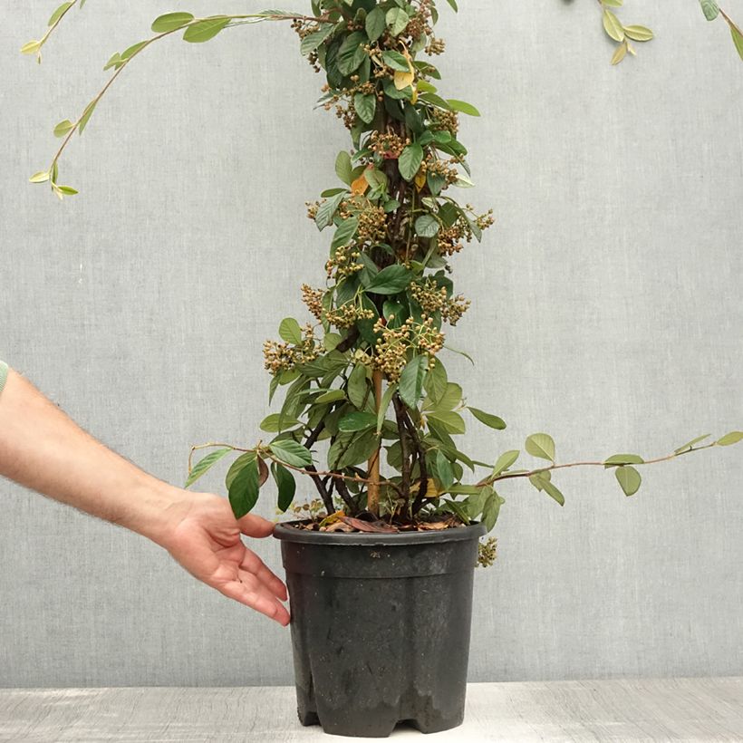Exemplaar van Cotoneaster lacteus - Dwergmispel Pot van 7,5 l/10 l zoals geleverd in de zomer