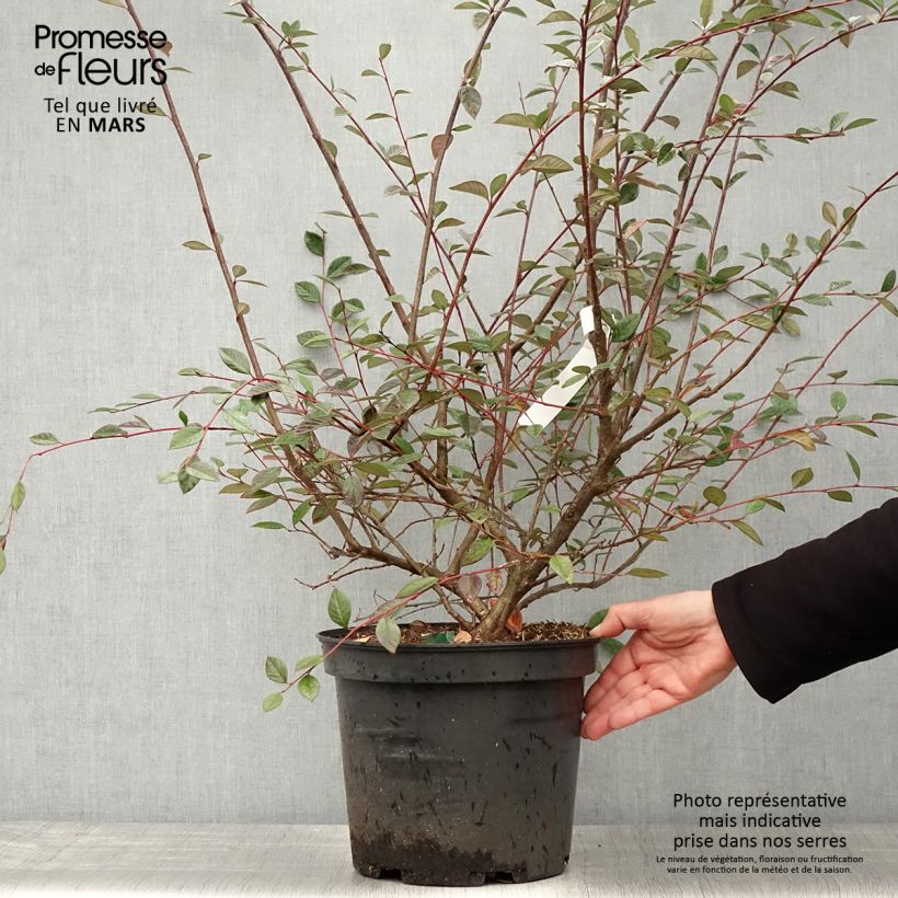 Exemplaar van Cotoneaster lacteus - Dwergmispel Pot van 7,5 l/10 l zoals geleverd in de lente