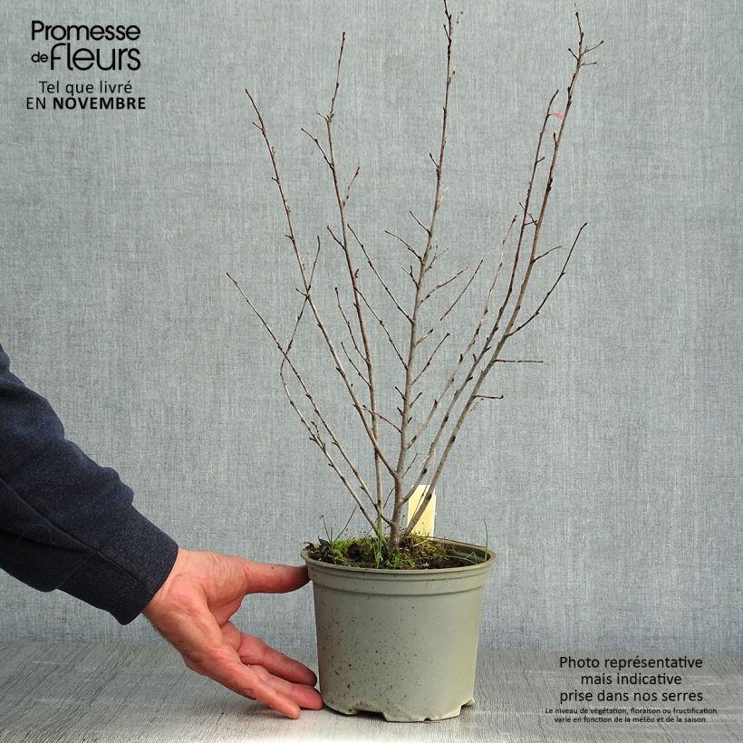 Exemplaar van Cotoneaster lucidus - Dwergmispel Pot van 2 l/3 l zoals geleverd in de herfst