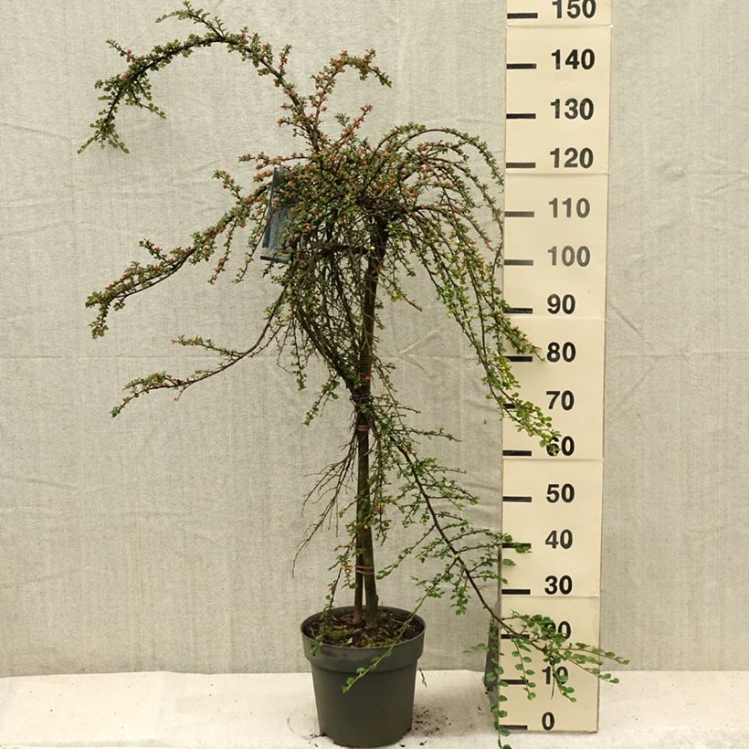 Exemplaar van Cotoneaster praecox Boer - Dwergmispel Pot van 7,5 l/10 l, Stengel zoals geleverd in de zomer