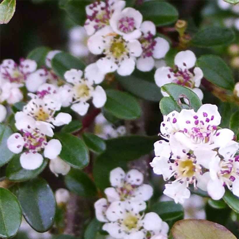Cotoneaster procumbens Queen of Carpets - Kruipende dwergmispel (Flowering)