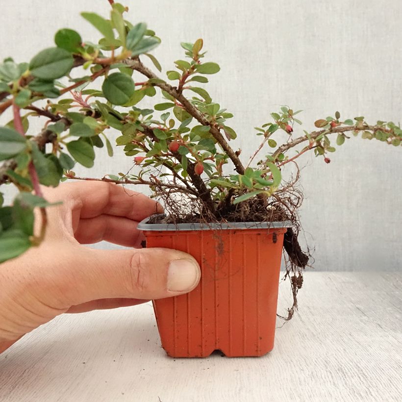 Exemplaar van Cotoneaster procumbens Queen of Carpets - Kruipende dwergmispel Kweekpotje van 8/9 cm zoals geleverd in de zomer