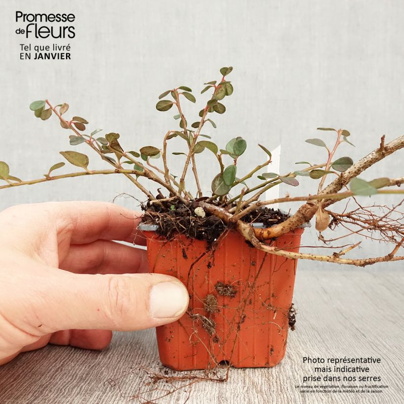 Example of Cotoneaster procumbens Queen of Carpets Kweekpotje van 8/9 cm as you get in hiver