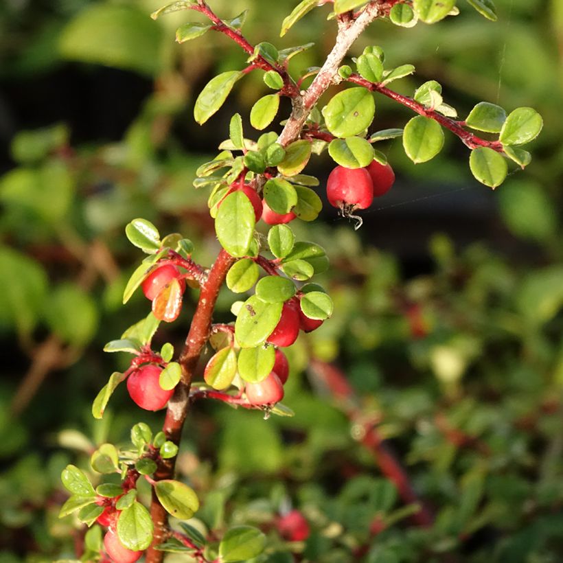 Cotoneaster procumbens Streibs Findling - Kruipende dwergmispel (Oogst)