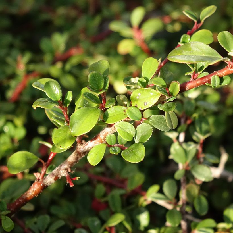 Cotoneaster procumbens Streibs Findling - Kruipende dwergmispel (Blad)