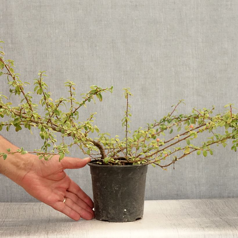 Exemplaar van Cotoneaster suecicus Skogholm - Dwergmispel Pot van 1 l/1,5 l zoals geleverd in de zomer