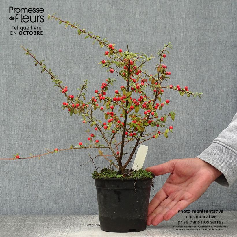 Exemplaar van Cotoneaster suecicus Coral Beauty - Dwergmispel Pot van 1 l/1,5 l zoals geleverd in de herfst