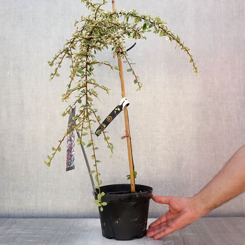 Exemplaar van Cotoneaster suecicus Juliette - Dwergmispel Pot van 4 l/5 l, Stengel zoals geleverd in de zomer
