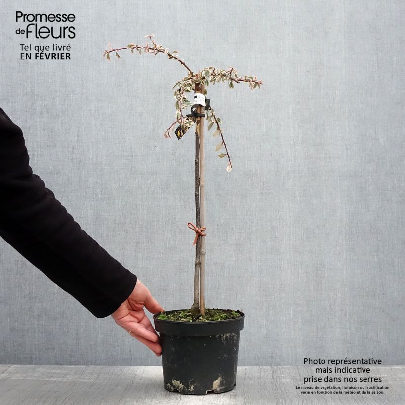 Example of Cotoneaster suecicus Juliette - Dwergmispel Pot van 4 l/5 l as you get in hiver