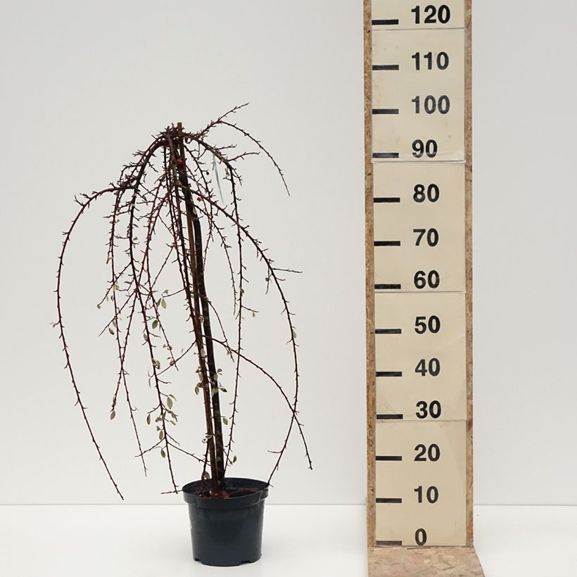 Example of Cotoneaster x suecicus Erlinda Pot van 3 l/4 l as you get in hiver