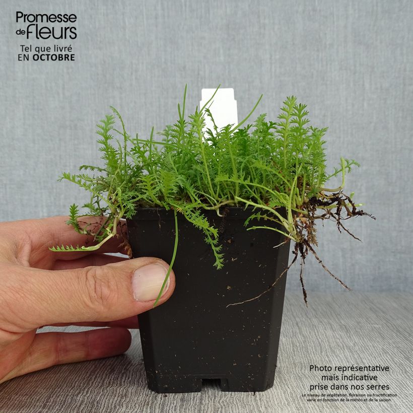 Exemplaar van Leptinella squalida - Koperknoopje Kweekpotje van 8/9 cm zoals geleverd in de herfst