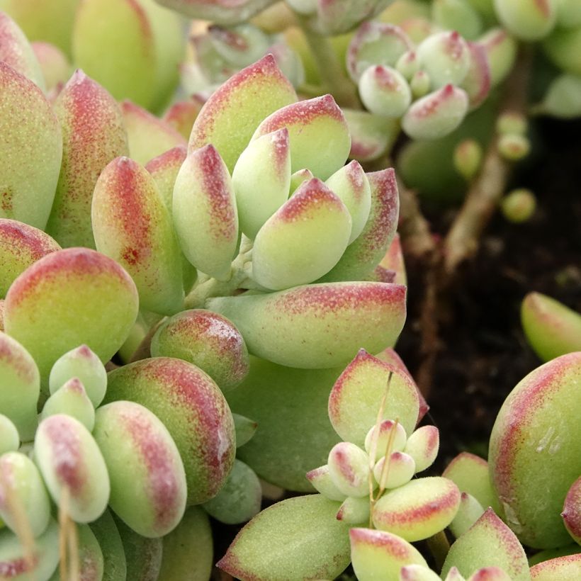 Cotyledon pendens (Blad)