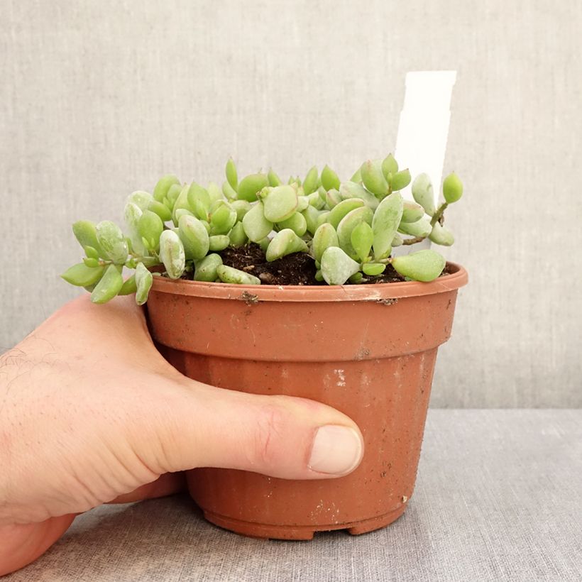 Exemplaar van Cotyledon pendens - Cotylédon pendant Pot van 1 l/1,5 l zoals geleverd in de winter