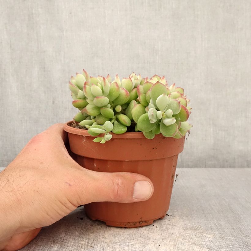 Exemplaar van Cotyledon pendens Pot van 1 l/1,5 l zoals geleverd in de lente