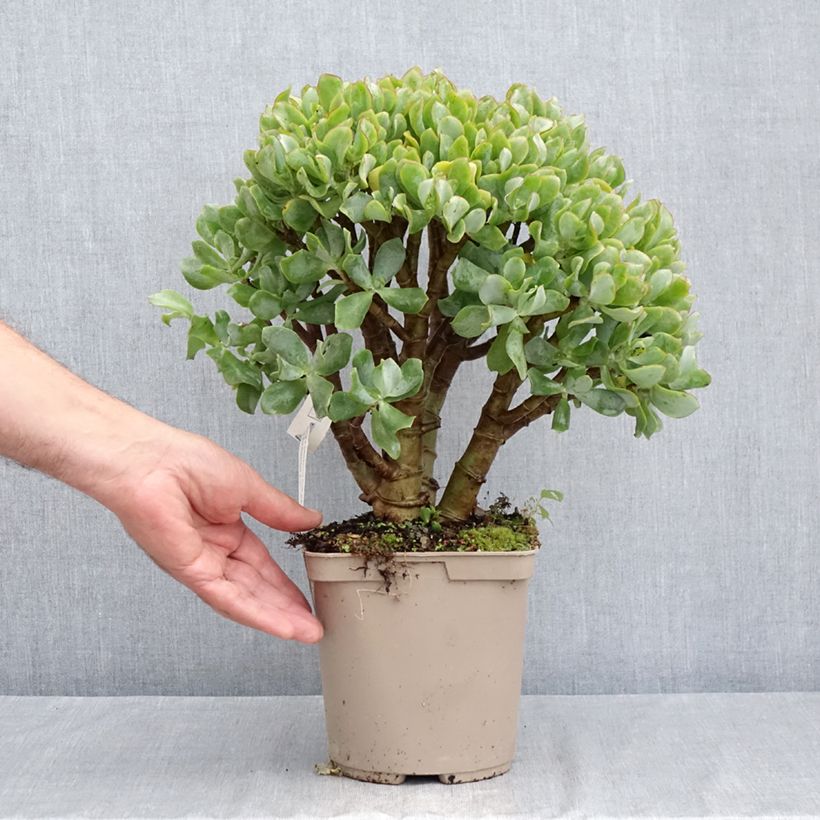 Exemplaar van Crassula arborescens Curly Grey - Jadeplant Pot van 3 l/4 l zoals geleverd in de zomer