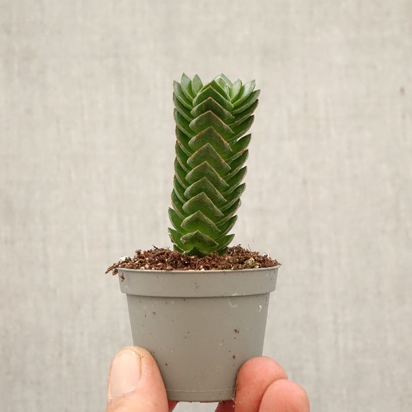 Exemplaar van Crassula Buddha's Temple Mini-kamerplanten zoals geleverd in de lente